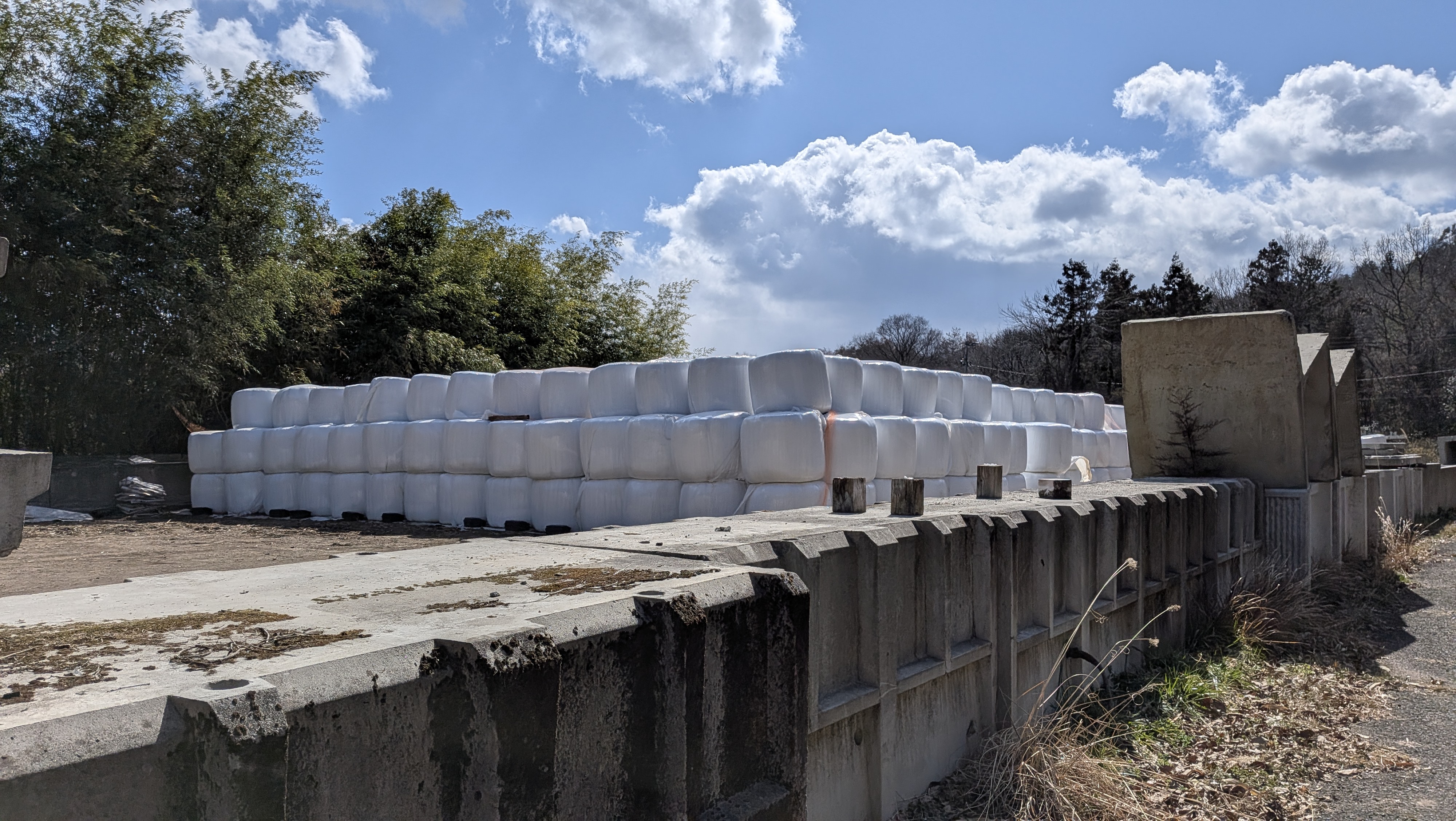 カマンベールチーズ群生地を発見