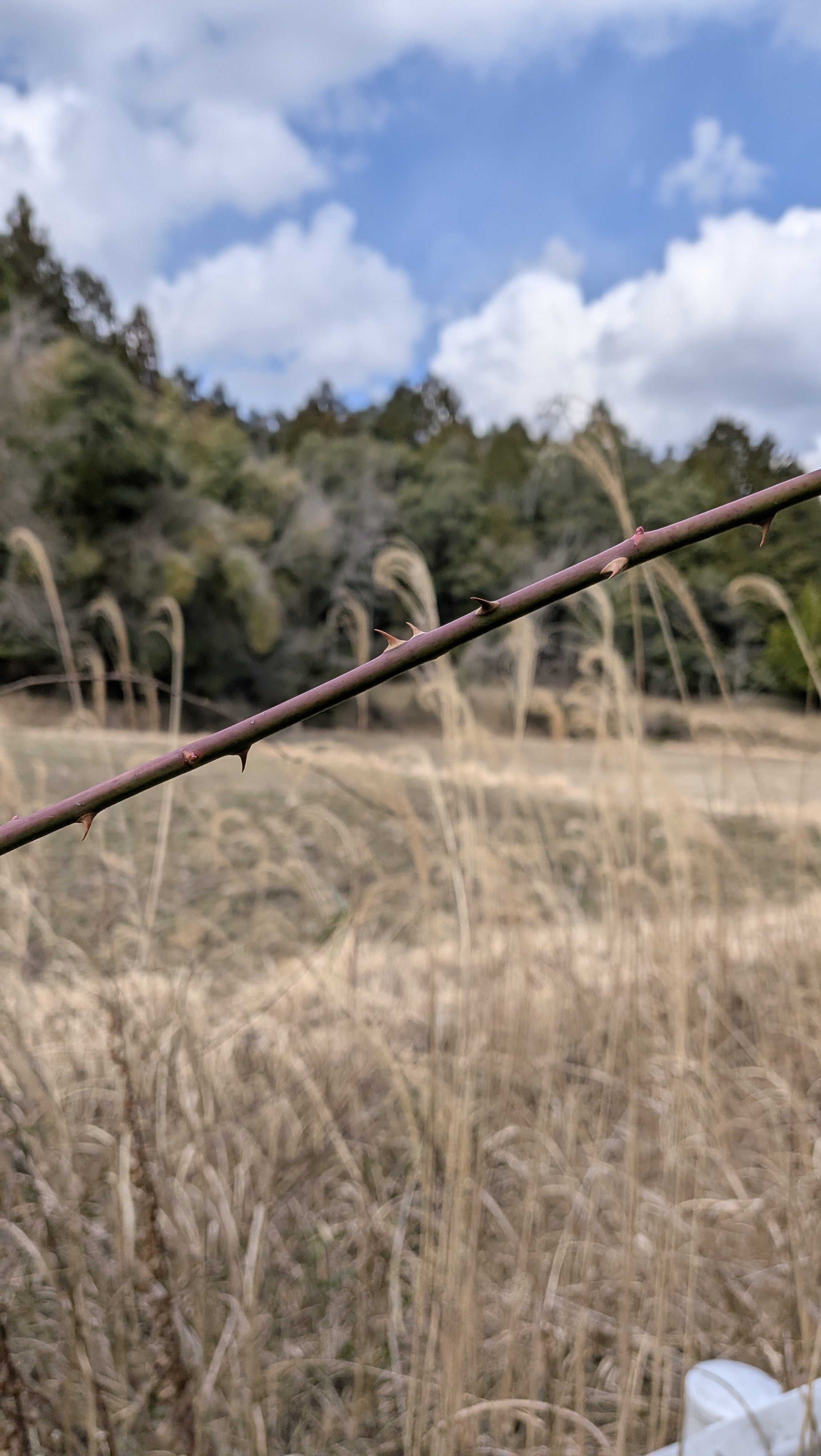 痛い……！！！！