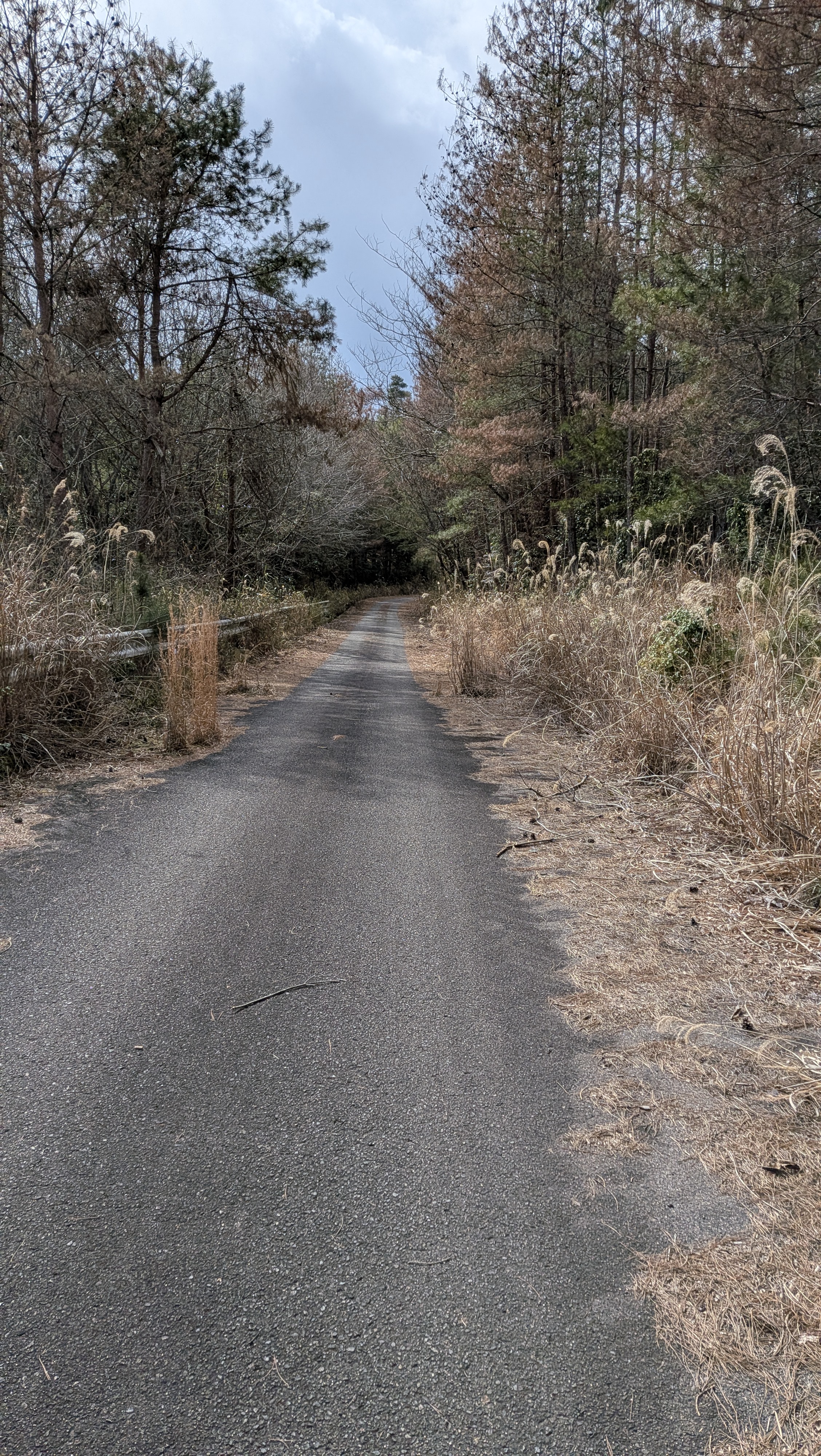 で、進んだ先がコレ