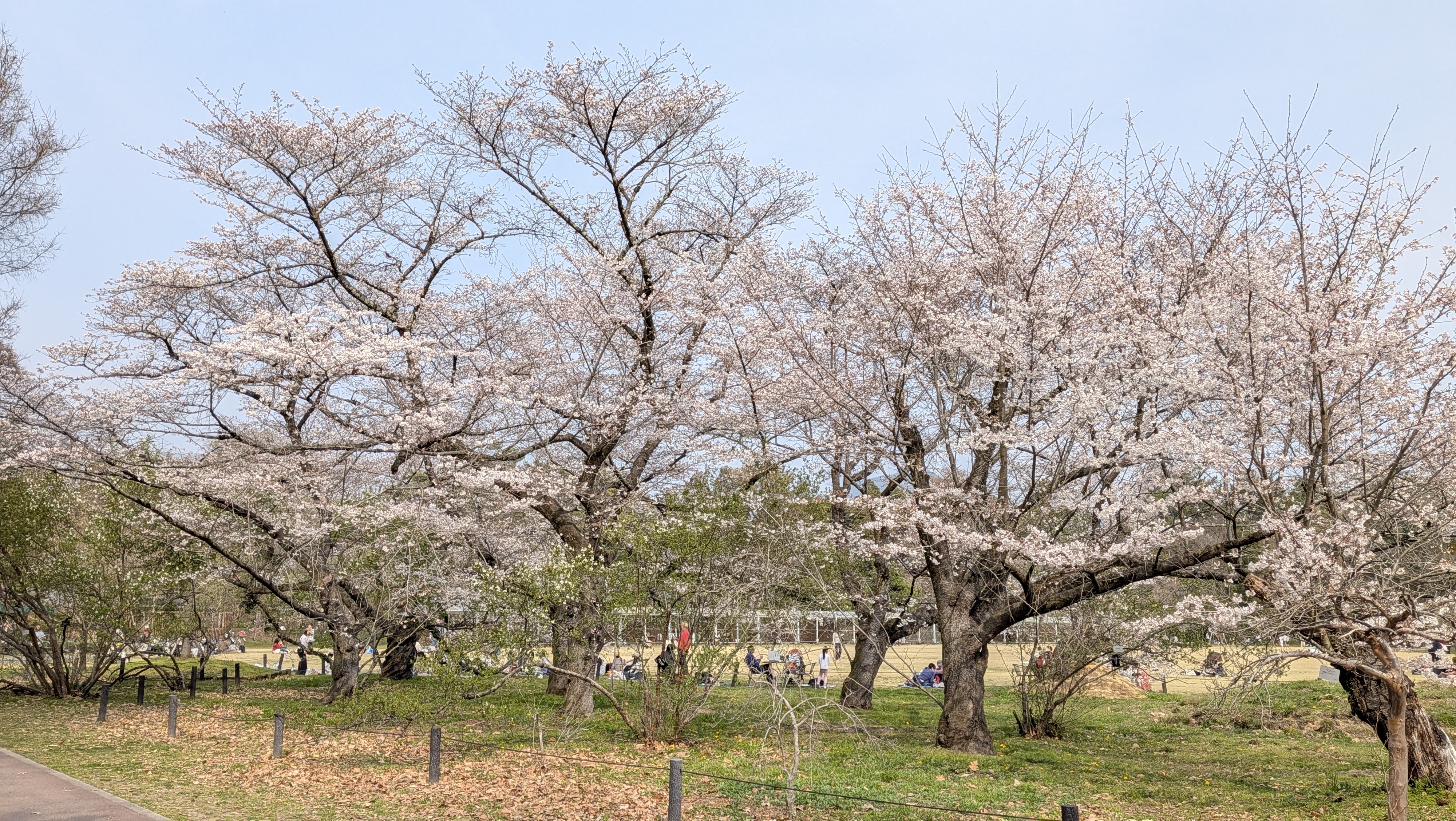 桜がすごい、とても良かった