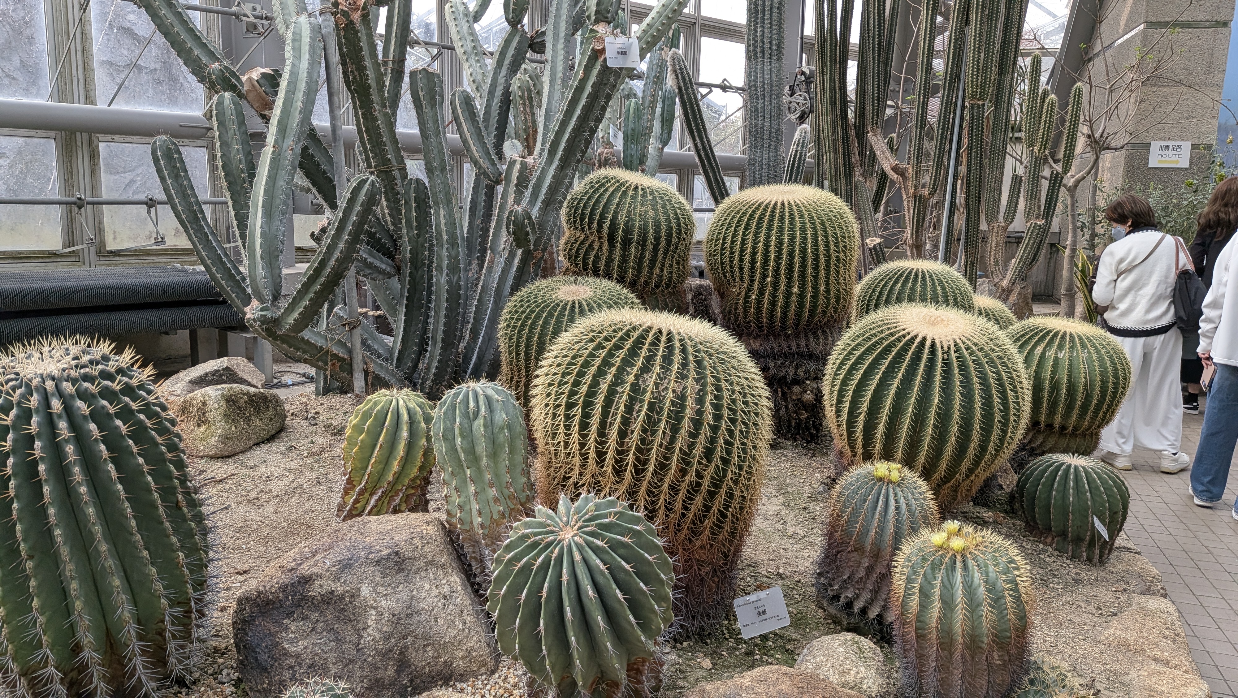 🌵🌵🌵