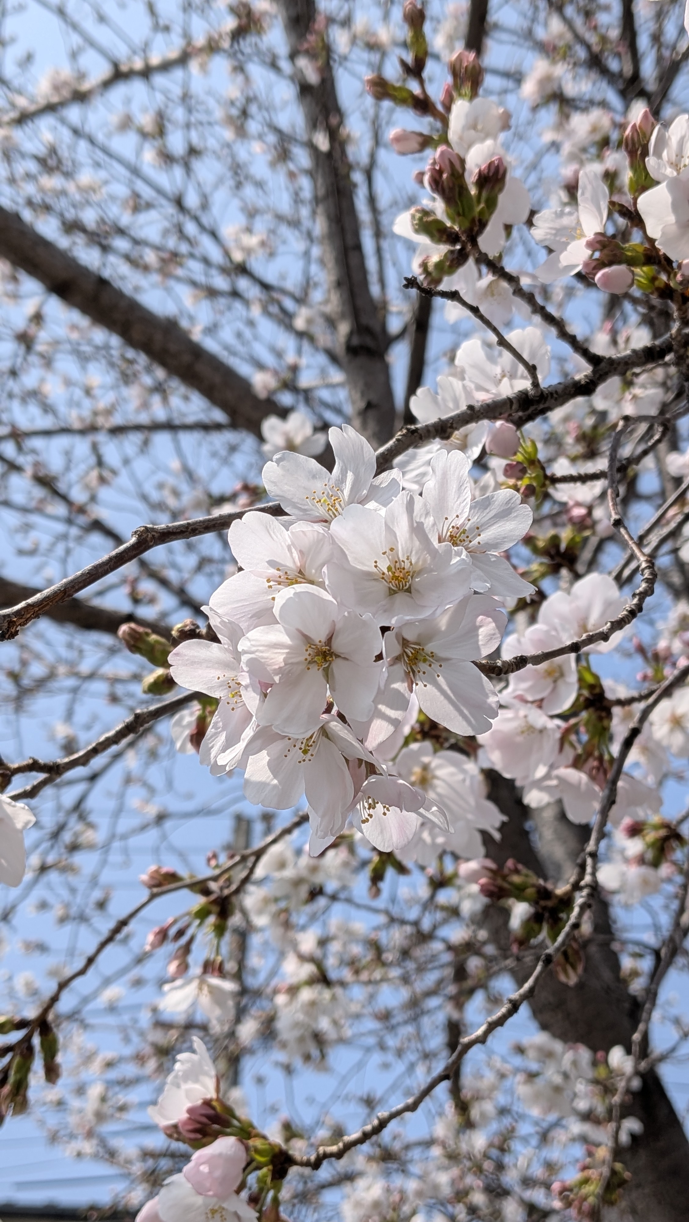京都お花見バカ散歩＆名古屋メシ部～関西3,4日目～
