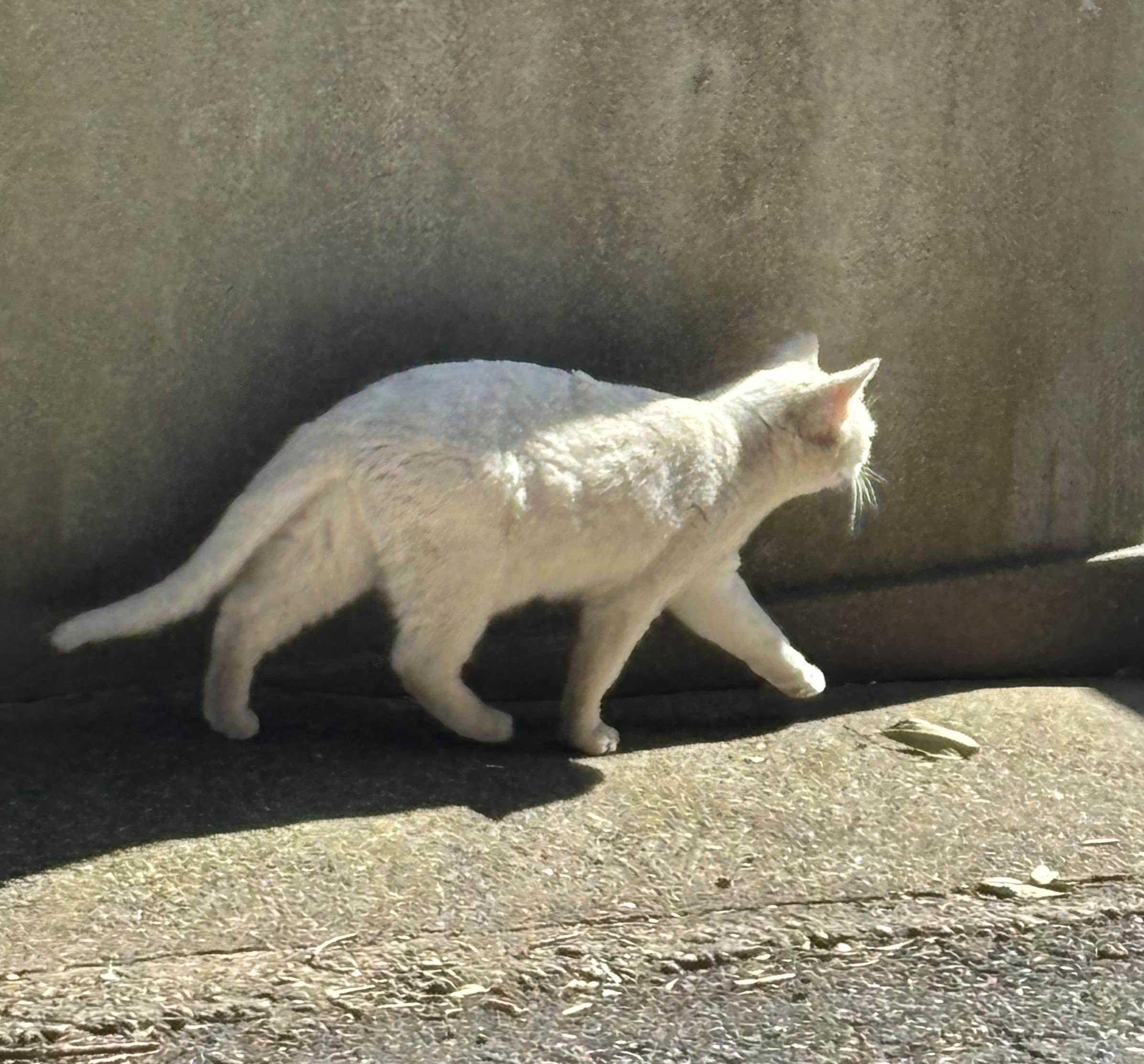 Nuxt Content3のコンポーネント呼び出し機能で遊んでみよう